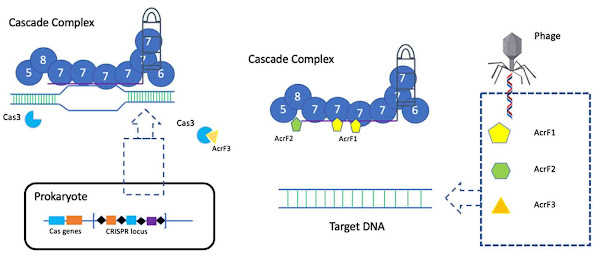 Imagen 198A | Diagrama que muestra el sistema CRISPR-Cas tipo IF, además de los mecanismos de inhibición de tres anti-CRISPR tipo IF. El tipo IF CRISPR complex está compuesto por 60 crRNA nucleótidos y nueve proteínas Cas (el tipo de proteína se especifica con los números 5,8,7,6). AcrF1 va a Cas7f, impidiendo el acceso del objetivo DNA a la guía crRNA. AcrF2 interactúa con Cas8f y Cas7f, lo que dificulta el acceso del objetivo DNA al bolsillo de unión. Finalmente, AcrF3 forma un homodímero, interactuando con Cas3 evitando su contacto con la Cascade complex. Basado en una representación de una revisión que se encuentra en las referencias a continuación. | BQUB19-SEsteban / CC BY-SA (https://creativecommons.org/licenses/by-sa/4.0/legalcode) | Page URL : (https://commons.wikimedia.org/wiki/File:Type_I-F_CRISPR-Cas_system_and_inhibition_mechanisms_of_three_type_I-F_anti-CRISPRs..png) from Wikimedia Commons