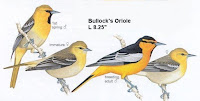 Oriole Bird Food