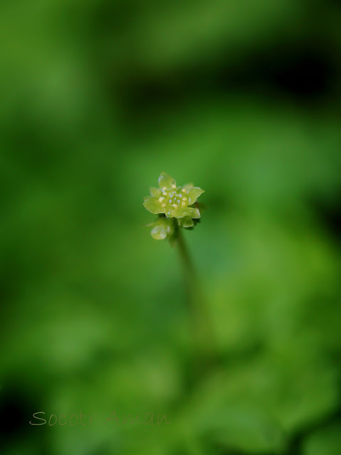 Adoxa moschatellina