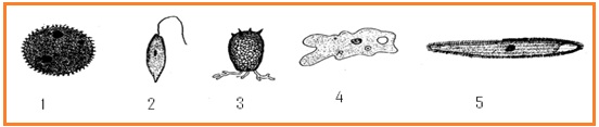 BIOLOGI GONZAGA: SOAL PEMANASAN UN 2011 B