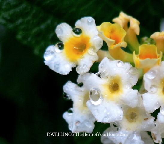 Lantana