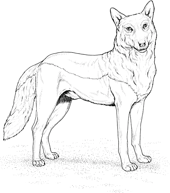 All Minecraft Coloring Pages Wolves