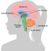 رنين مغناطيسي على المخ MRA