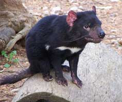 diablo de tasmania Sarcophilus harrisi