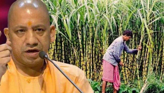 चुनावी साल में यूपी के किसानों के लिए खुशखबरी, योगी सरकार ने 25 रुपए बढ़ाया गन्ने का रेट - Good news for the farmers of UP in the election year, the Yogi government increased the rate of sugarcane by Rs.
