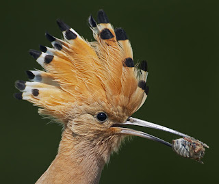 Beautiful Photographs Of Birds