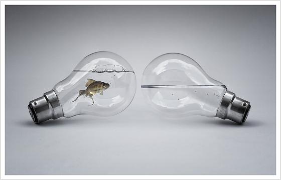 Clint Newsham fotografia animais ratos peixes gatos lâmpadas garrafas