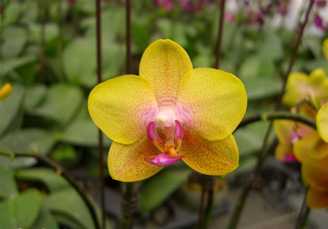 Phalaenopsis Flowers Pictures