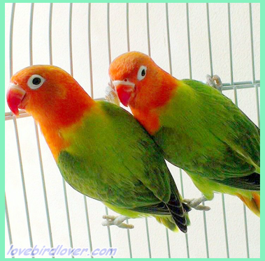 lovebird biola