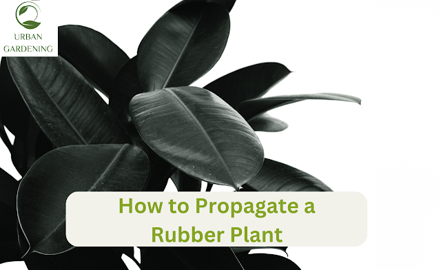 how to propagate a rubber plant