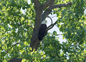 Bald Eagle - Magee Marsh, Ohio, USA