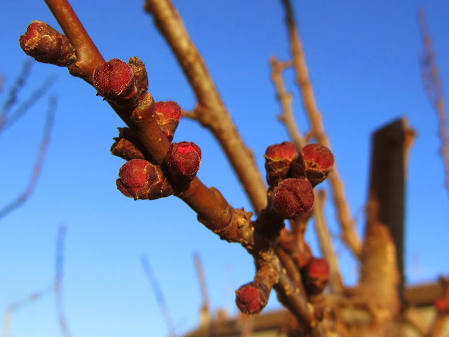 Gemme gonfie prunus armeniaca