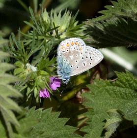 Male Common Blue Butterfly, Polyommatus icarus.  Hayes Street Farm, 19 May 2011.