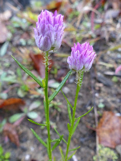 Polygala sanguin - Polygale sanguin - Polygala sanguinea