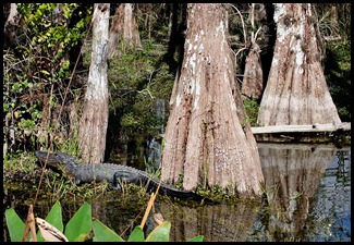 16e - Cypress Swamp Big Trees and Big Gators
