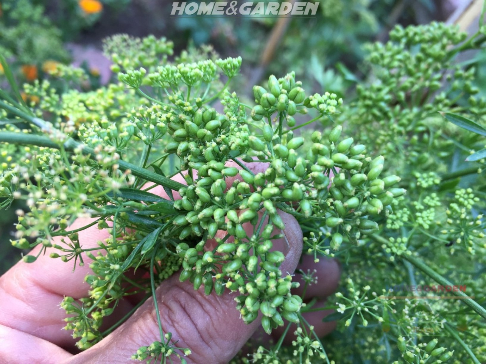 When parsley plants finishes flowering, the seed will emerge as a light or bright green color.