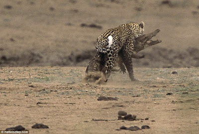 [Image: Leopard_Croc_Fight_01.jpg]