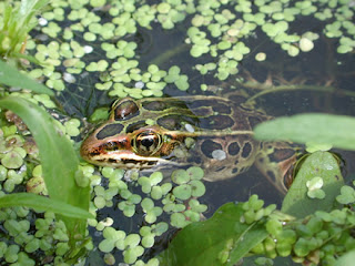 Frogs And What Behind Its Living