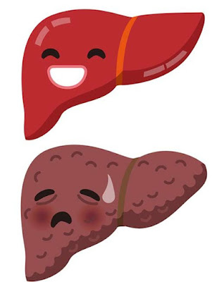 healthy liver & exhausted liver