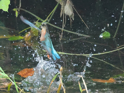 カワセミ 離水 黒目川