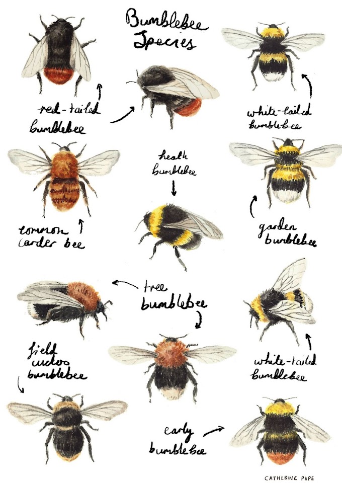 Types of Bee - Bee Illustrations