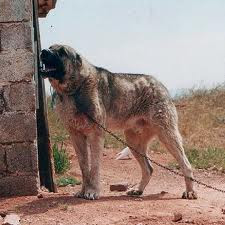 Kars Dog 