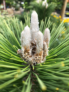 Dwarf Japanese Black Pine