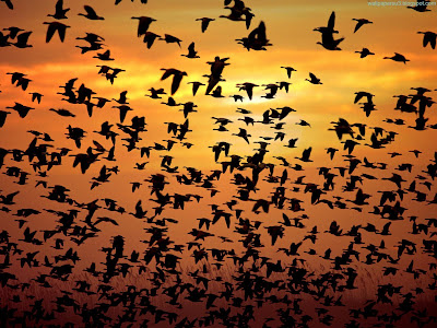 Birds Normal Resolution Wallpaper 12