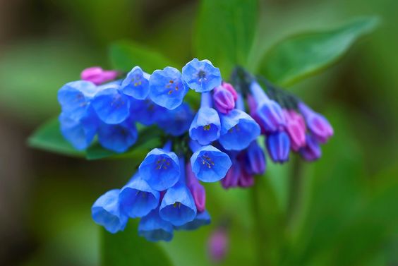 Bluebells, Top 10 Most Beautiful Flowers in the World