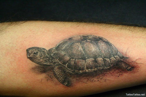 If you have ever seen some of the turtle tattoos out there, you probably 