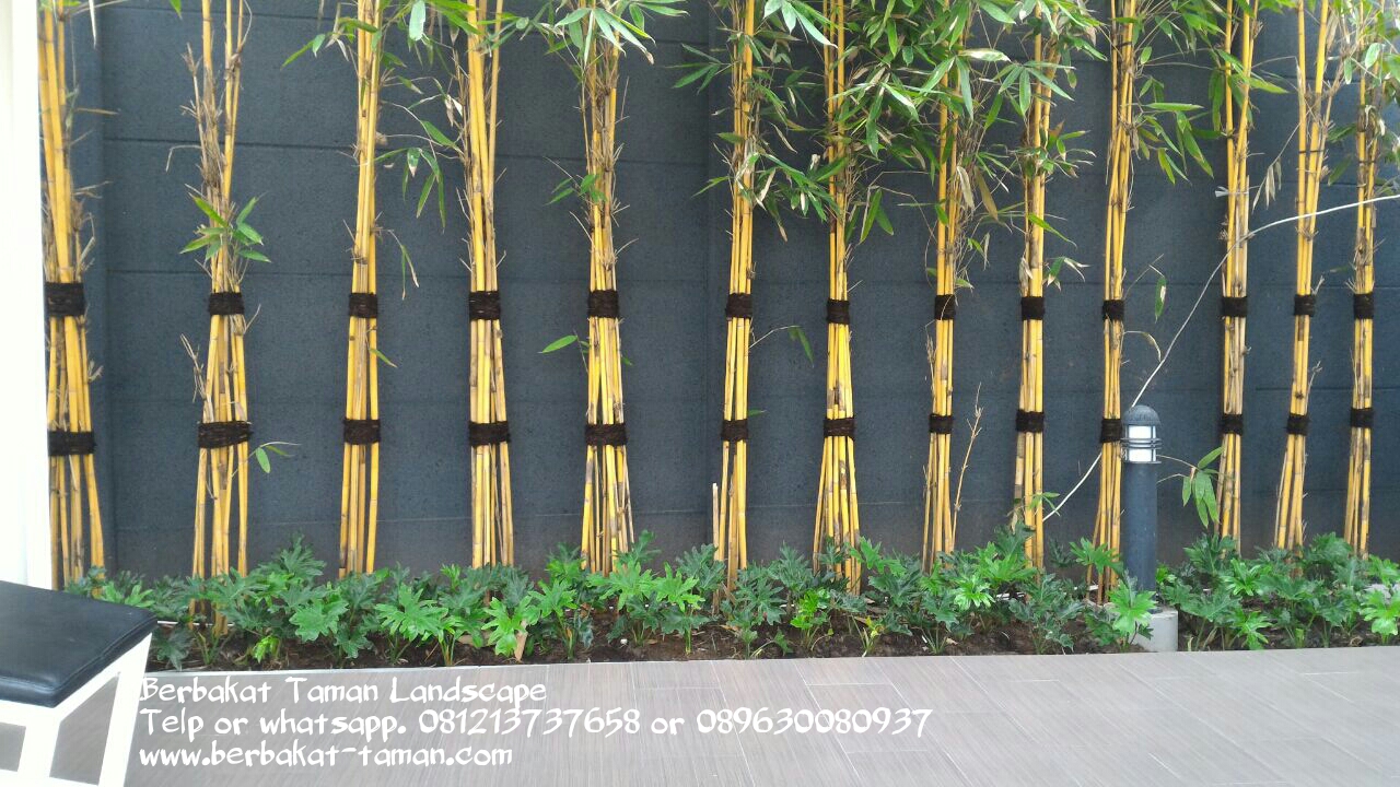 Jual Pohon Bambu Kuning Bambu Kuning Panda Bambu 