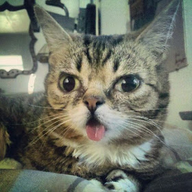 Lil Bub is a Nature's Happy Accident cat, cute lil bub, lil bub pictures