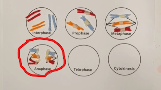 mitosis simulation