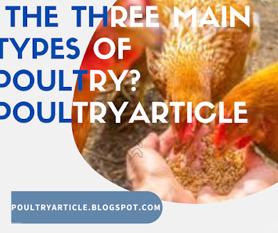 The Three Main Types of Poultry? Poultryarticle