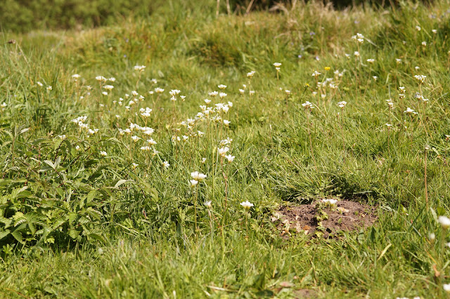 meadow saxifrage in bloom