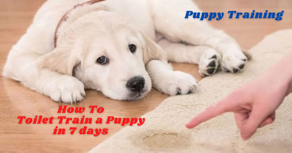 How To Toilet Train a Puppy in 7 days | Universe For Pets