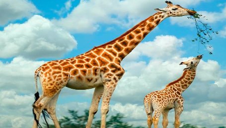 Giraffe is the national animal of which country?