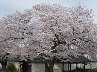 慧光山本隆寺といって法華宗真門流総本山で東門から入った。