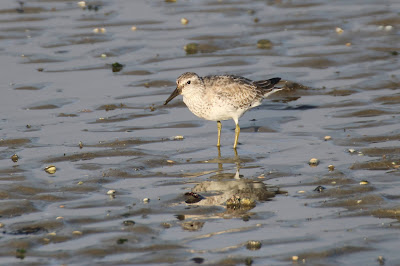 Mients - Kanoet - Calidris canutus