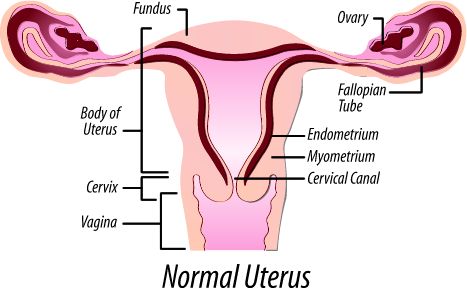 यूूटेरस की संरचना, महिला काम अंग योनि, यूटेरस का आकार,