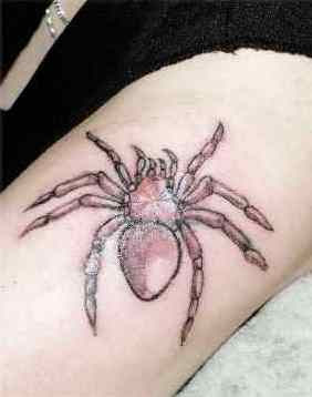 Spider tattoo