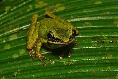 tree frog, ranidae, amphibians
