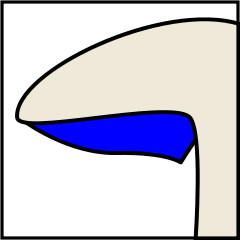 Mushroom gills classification in hindi