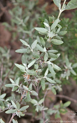 Salvialora (Buddleja mendozensis)