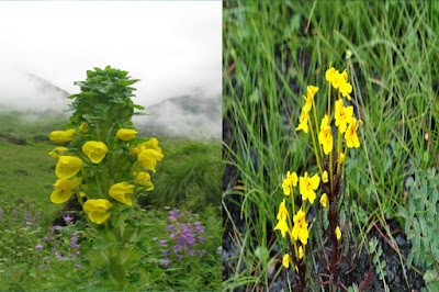 Valley of flowers