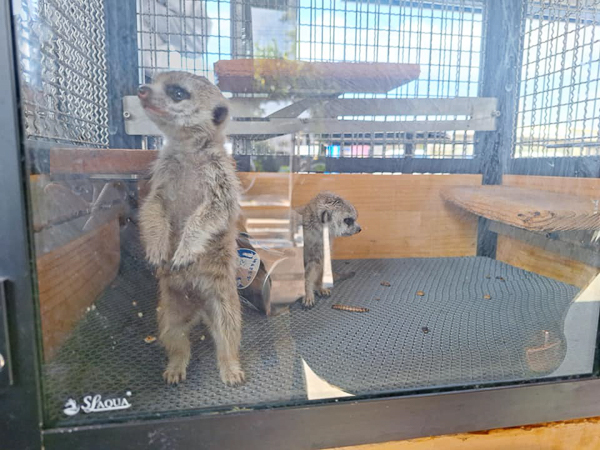 高雄梓官嘎逼＆牛奶寵物互動園區水豚、羊駝、狐獴小動物近距離互動