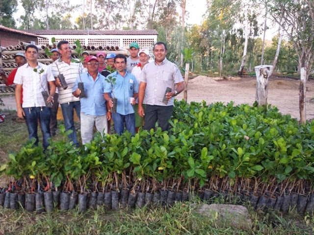 Prefeitura de Bom Conselho vai distribuir muda de caju anão para agricultores