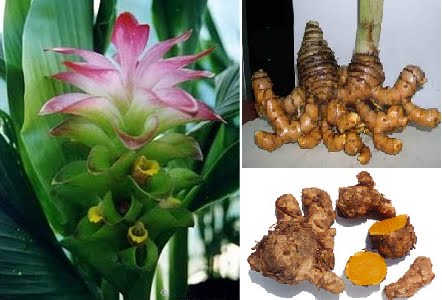 Herba & Tumbuhan: KUNYIT BUKAN SEKADAR RAMUAN UNTUK MASAKAN Herba & Tumbuhan: KUNYIT BUKAN SEKADAR RAMUAN UNTUK MASAKAN