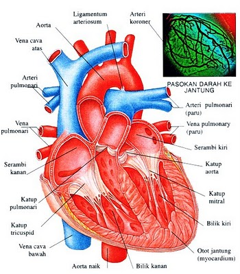 Teknologi Informasi Kesehatan ANATOMI DAN FISIOLOGI DARAH