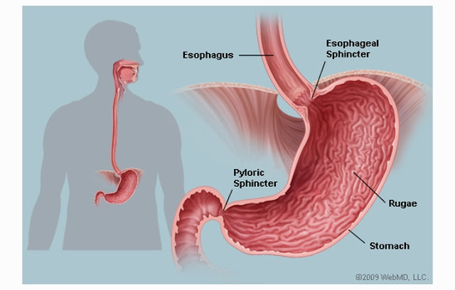 Definition, Structure and Function of Stomach